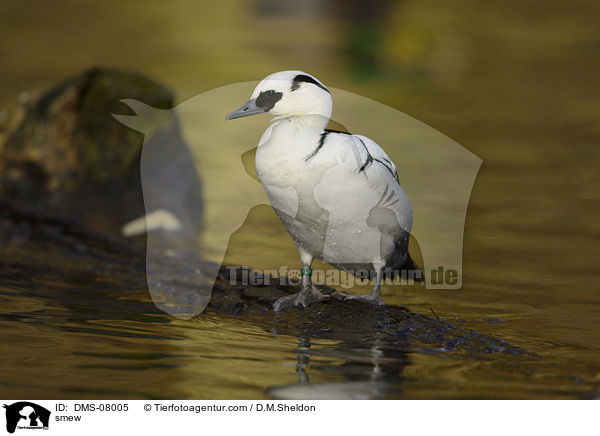 smew / DMS-08005