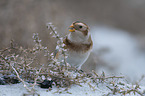 Snow Bunting