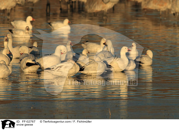 Schneegnse / snow geese / FF-02767