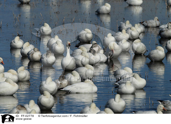 Schneegnse / snow geese / FF-02778