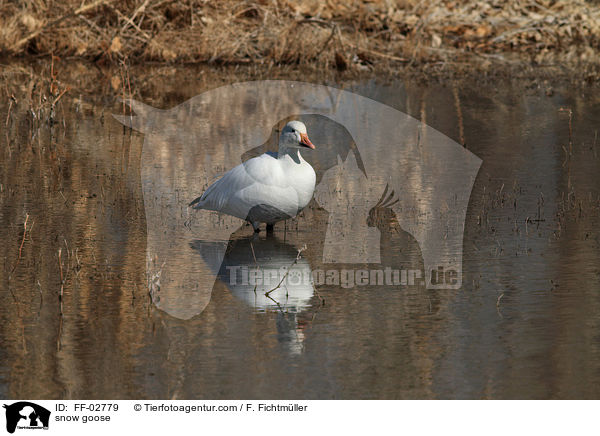 Schneegans / snow goose / FF-02779