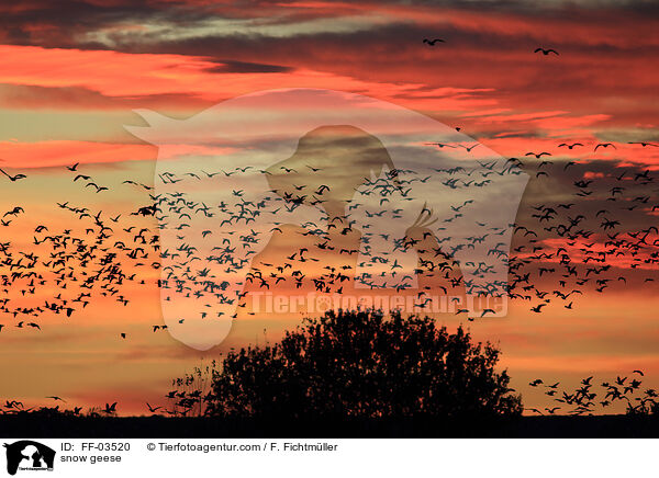 Schneegnse / snow geese / FF-03520