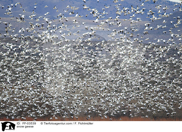 Schneegnse / snow geese / FF-03539