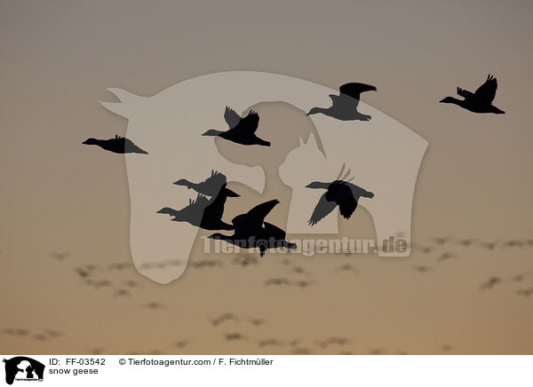 Schneegnse / snow geese / FF-03542