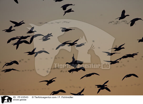 Schneegnse / snow geese / FF-03543