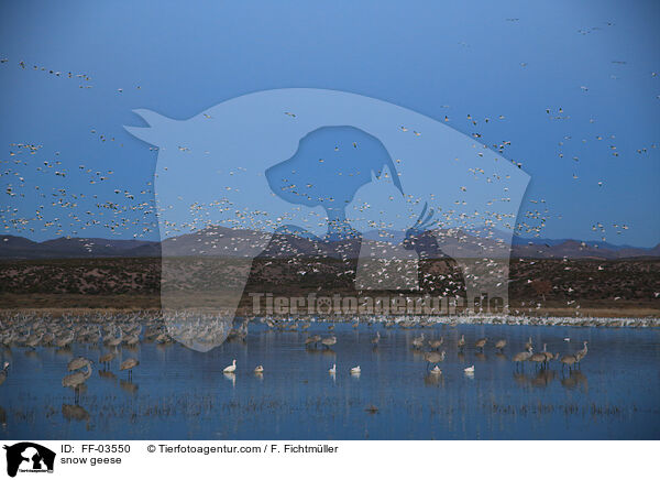 snow geese / FF-03550