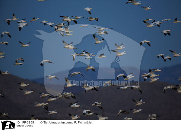 Schneegnse / snow geese / FF-03551