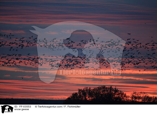 Schneegnse / snow geese / FF-03553