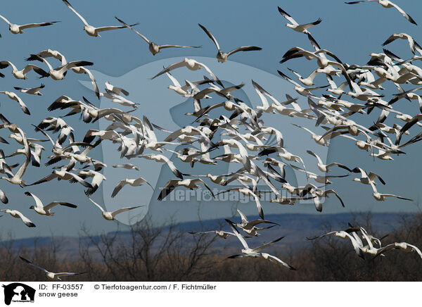 Schneegnse / snow geese / FF-03557