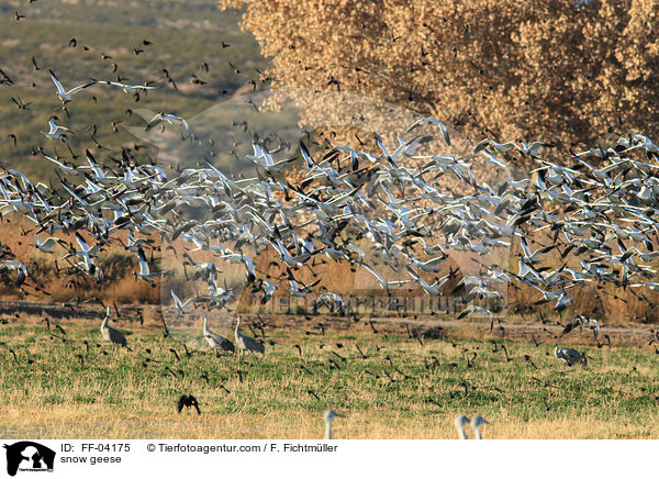 Schneegnse / snow geese / FF-04175