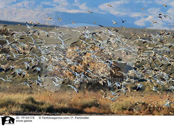 Schneegnse / snow geese / FF-04178