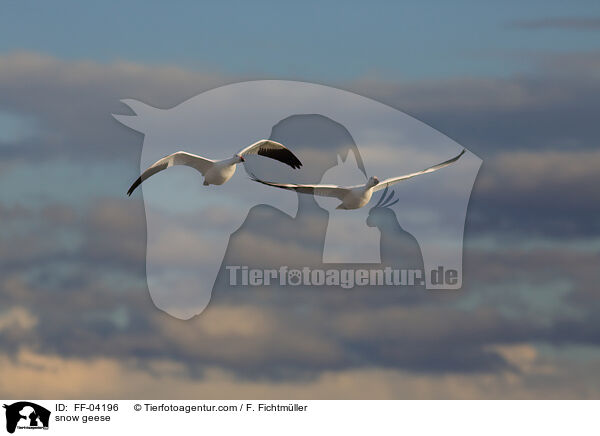 Schneegnse / snow geese / FF-04196