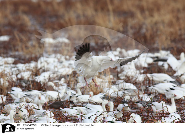 Schneegnse / snow geese / FF-04250