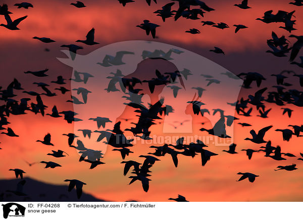 Schneegnse / snow geese / FF-04268