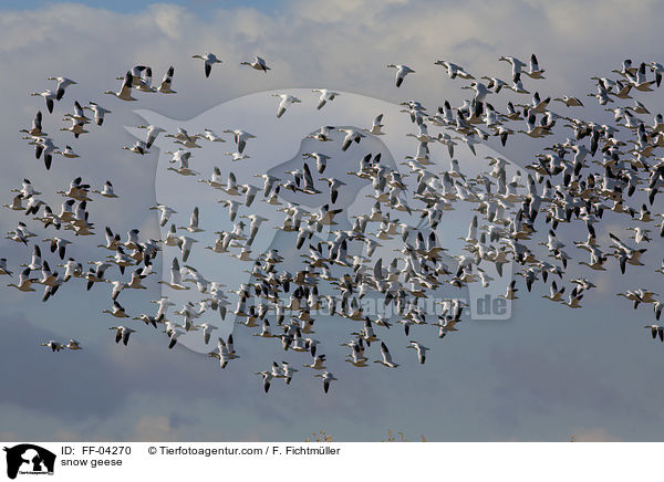 Schneegnse / snow geese / FF-04270