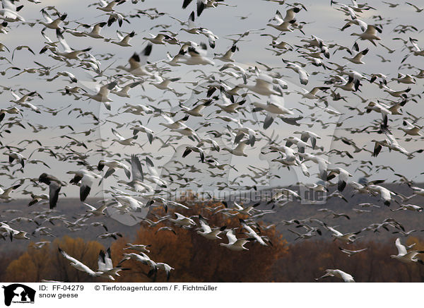 Schneegnse / snow geese / FF-04279