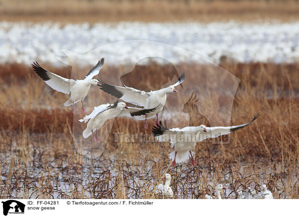 Schneegnse / snow geese / FF-04281