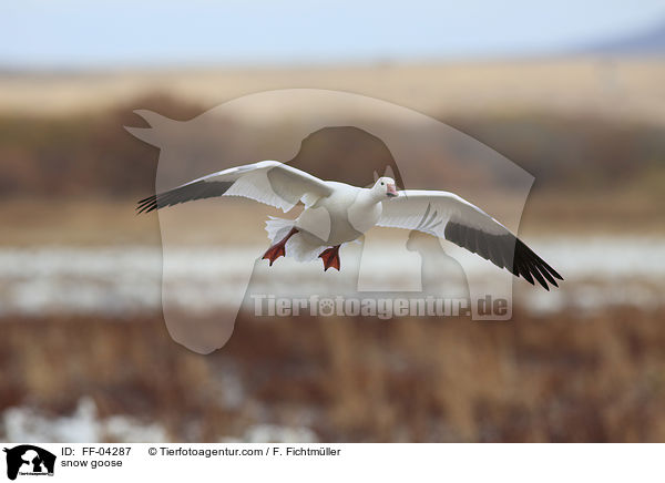 Schneegans / snow goose / FF-04287