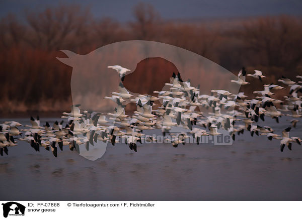 Schneegnse / snow geese / FF-07868