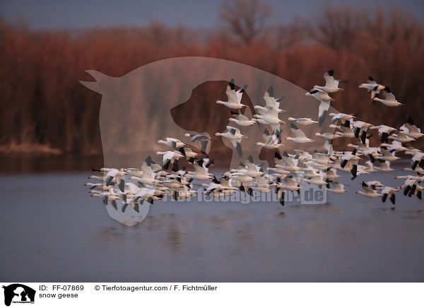 Schneegnse / snow geese / FF-07869