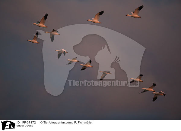 Schneegnse / snow geese / FF-07872