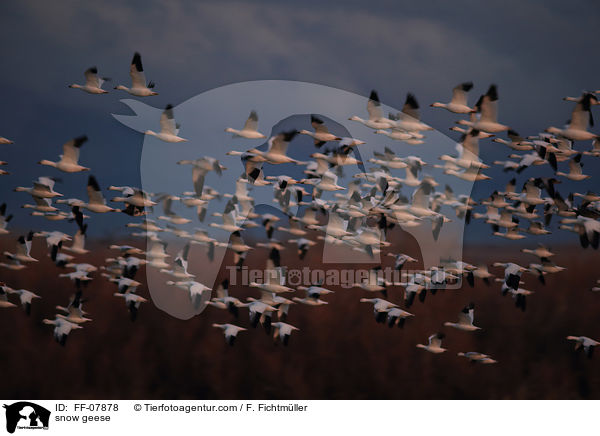 Schneegnse / snow geese / FF-07878