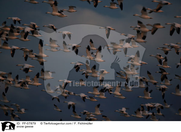 Schneegnse / snow geese / FF-07879