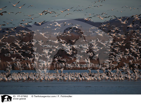 Schneegnse / snow geese / FF-07882