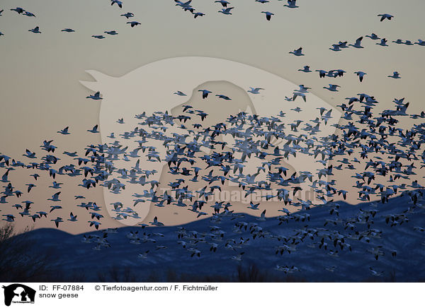 Schneegnse / snow geese / FF-07884