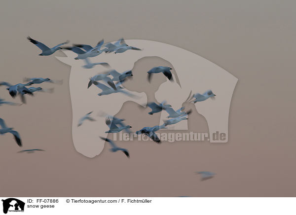 Schneegnse / snow geese / FF-07886