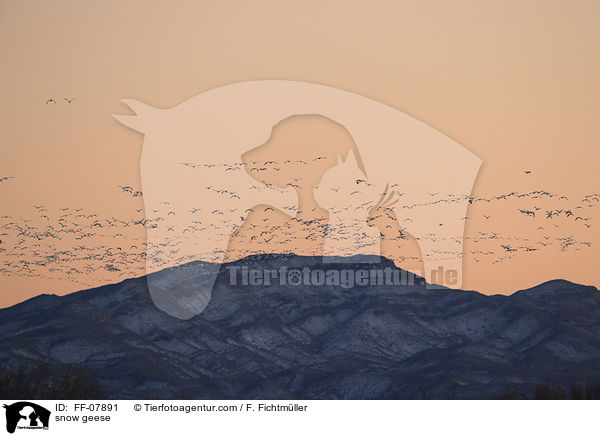 Schneegnse / snow geese / FF-07891