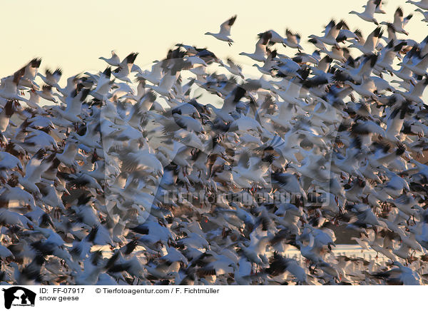 Schneegnse / snow geese / FF-07917