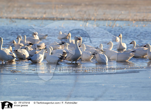 Schneegnse / snow geese / FF-07918