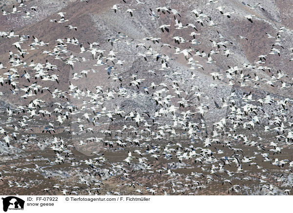 Schneegnse / snow geese / FF-07922