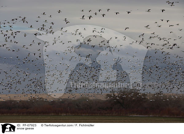 Schneegnse / snow geese / FF-07923