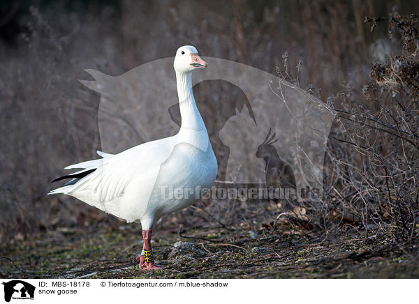 Schneegans / snow goose / MBS-18178