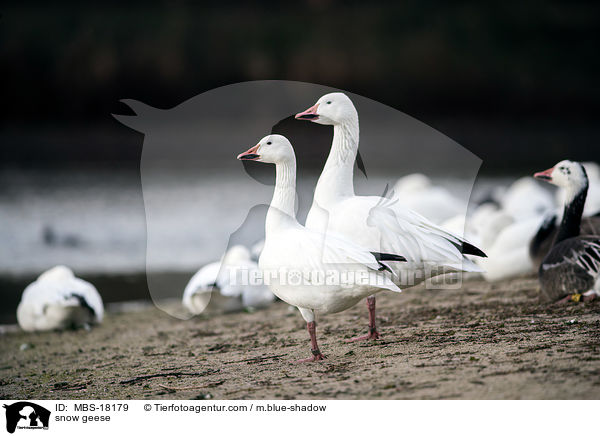 Schneegnse / snow geese / MBS-18179