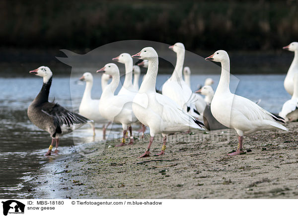 Schneegnse / snow geese / MBS-18180