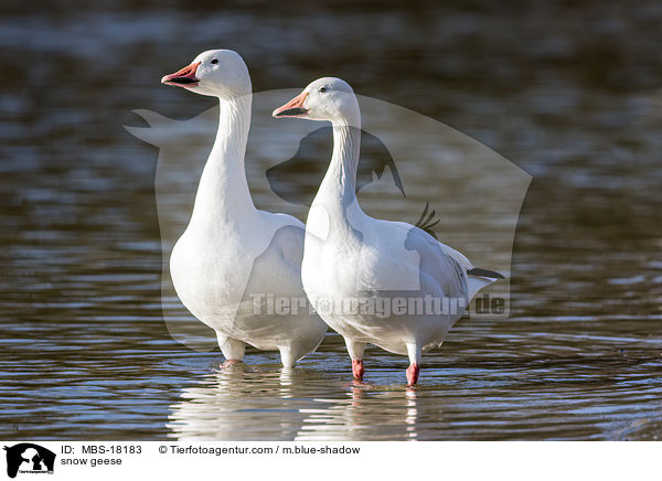 Schneegnse / snow geese / MBS-18183