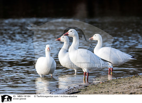 Schneegnse / snow geese / MBS-18184