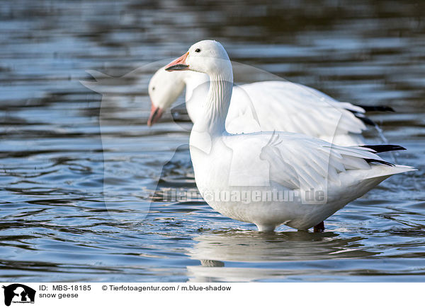 Schneegnse / snow geese / MBS-18185