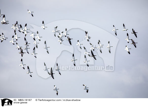 Schneegnse / snow geese / MBS-18187