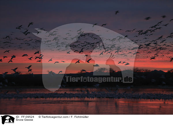 Schneegnse / Snow Geese / FF-09524