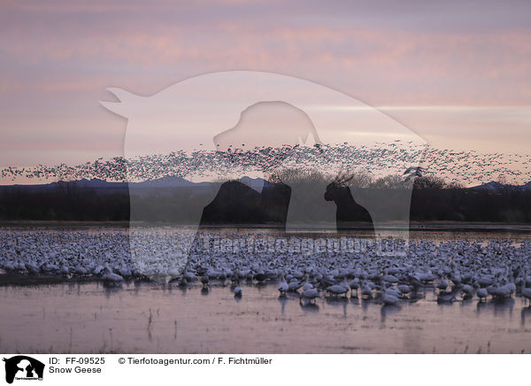 Schneegnse / Snow Geese / FF-09525