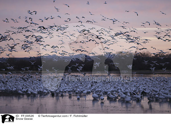 Schneegnse / Snow Geese / FF-09526