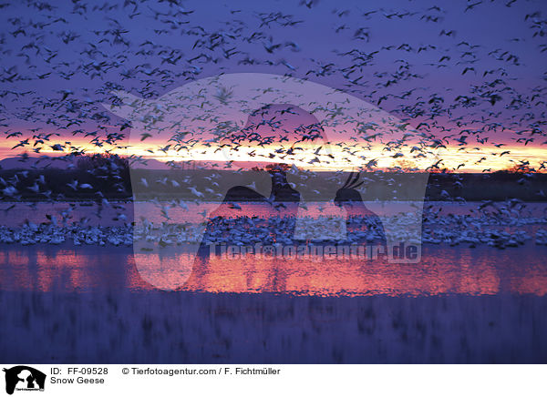 Schneegnse / Snow Geese / FF-09528