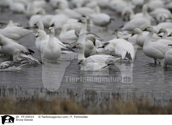 Schneegnse / Snow Geese / FF-09533