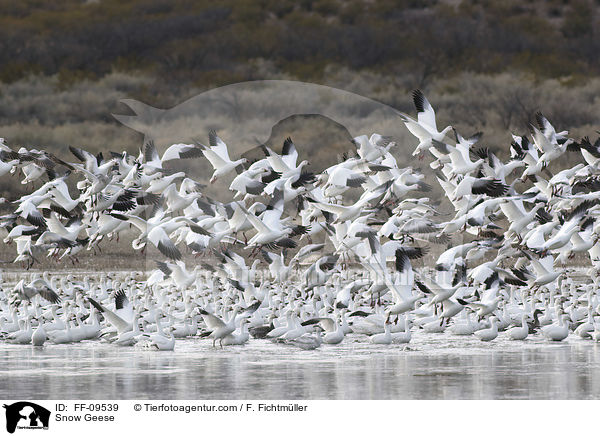 Schneegnse / Snow Geese / FF-09539