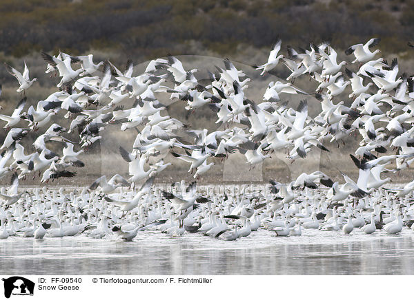 Schneegnse / Snow Geese / FF-09540