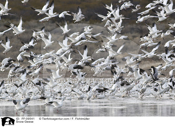 Schneegnse / Snow Geese / FF-09541